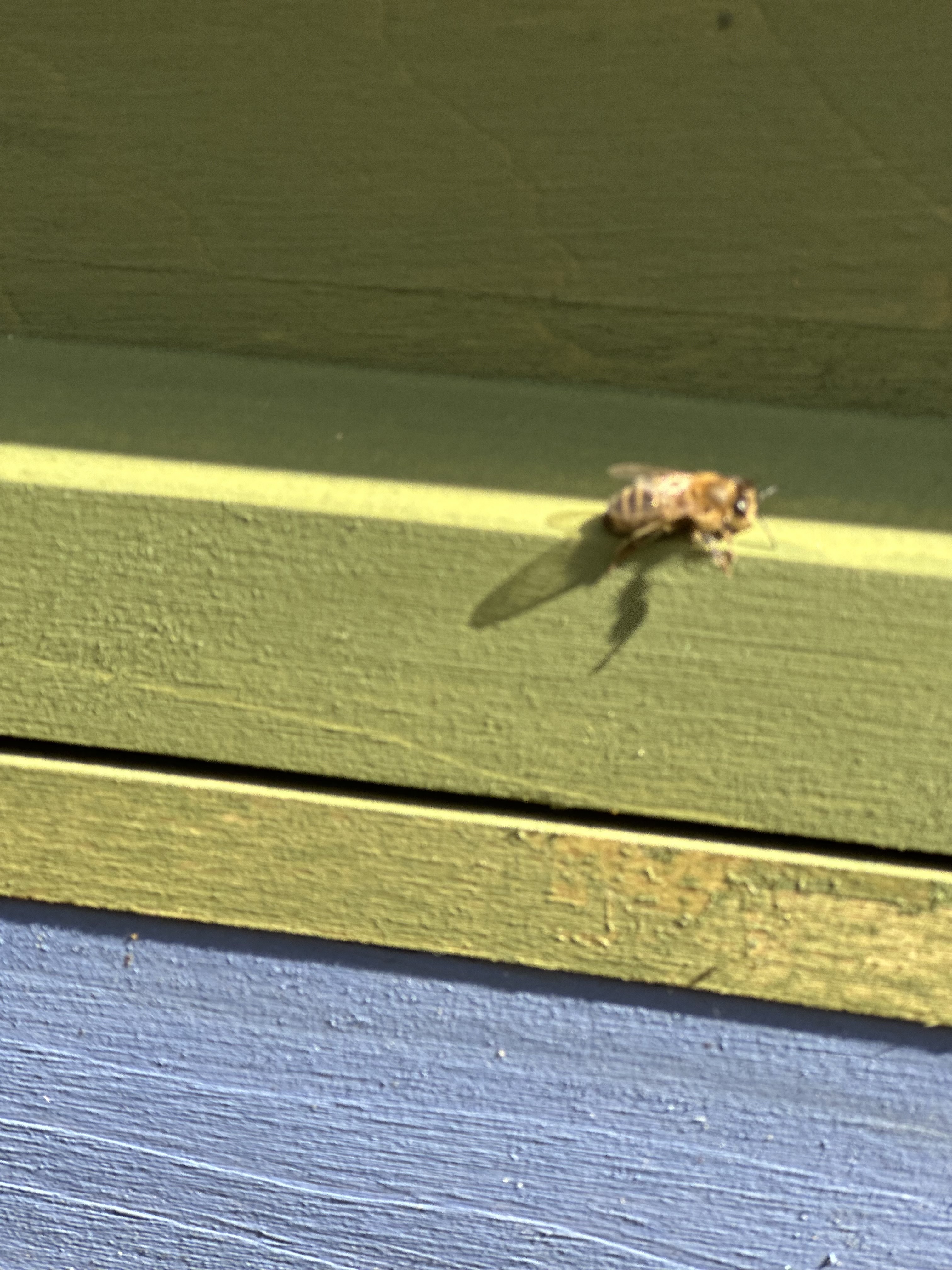 Nahaufnahme einer Biene am grünen Bienenstock